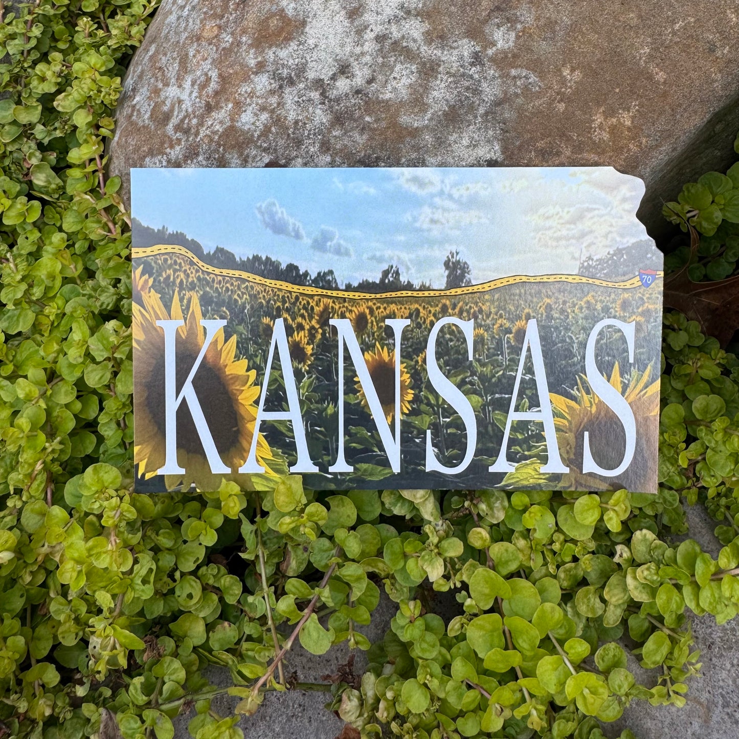 Kansas Sunflowers-I70 Horizon Postcard