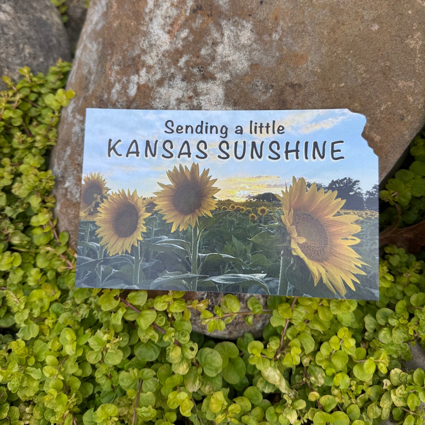 Sending Kansas Sunshine Postcard