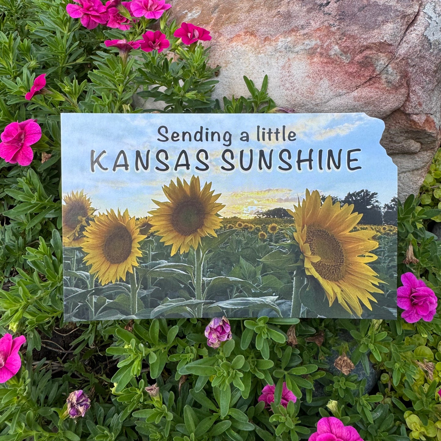 Sending Kansas Sunshine Postcard