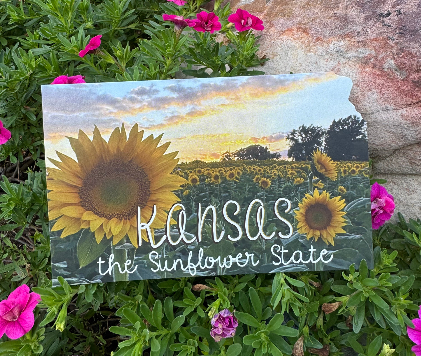 Sunflower State Sunset Postcard