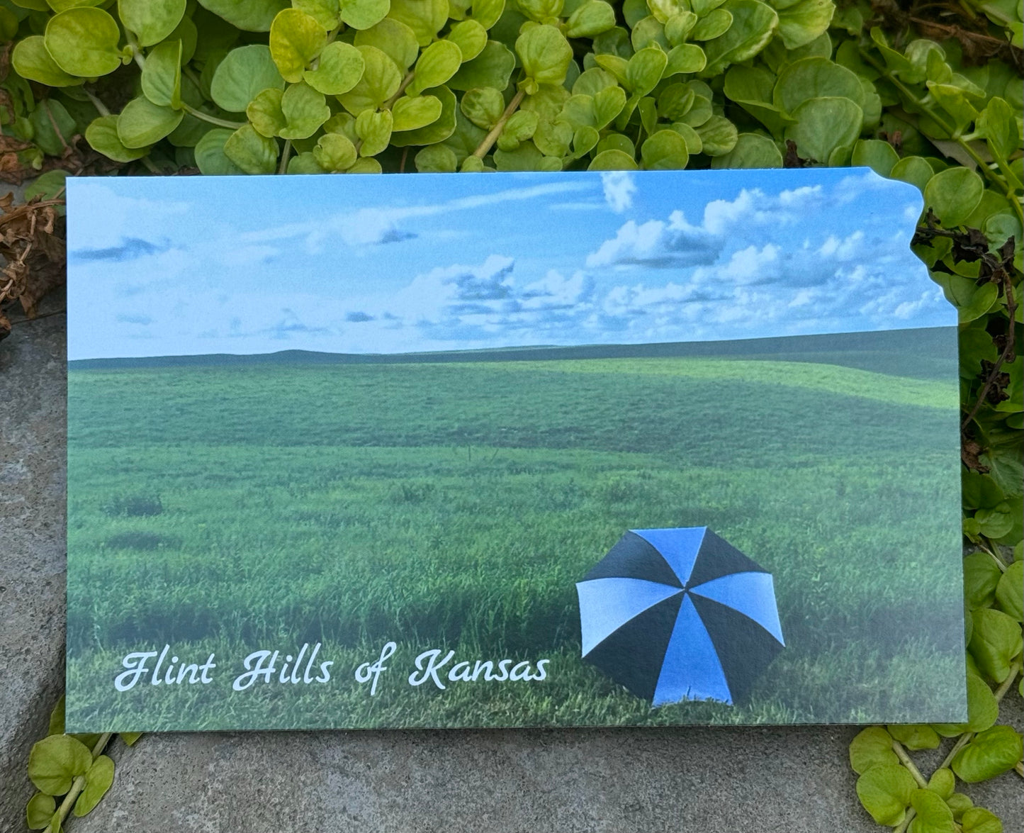 A Day at the Flint Hills Postcard