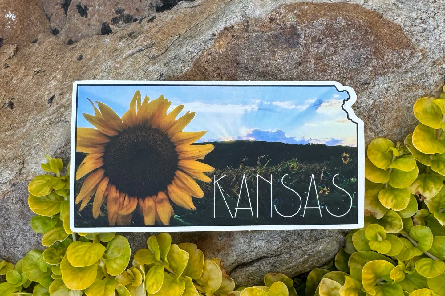 State of Kansas Sunflower Sticker