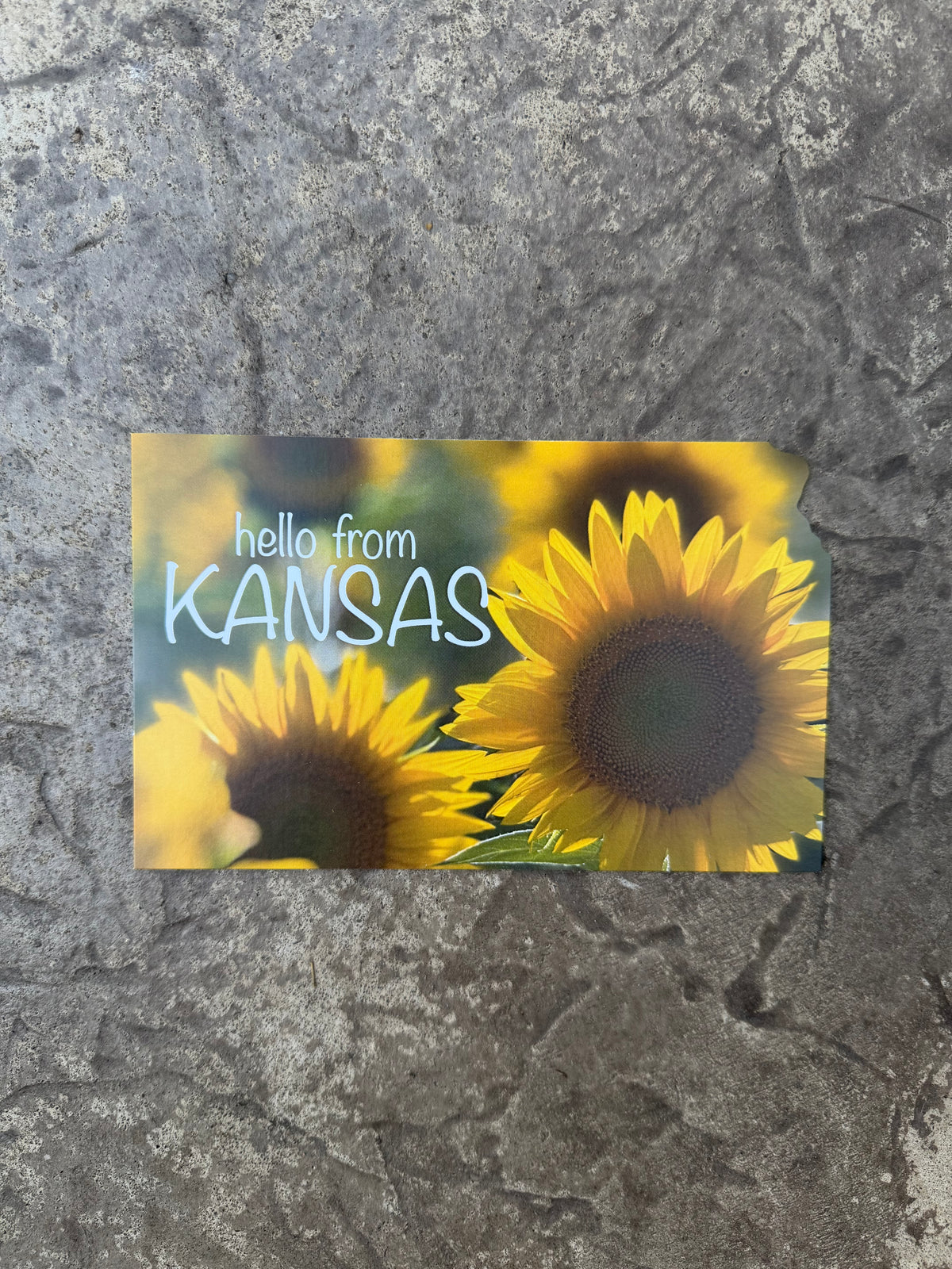Hello from Kansas Sunflower Postcard