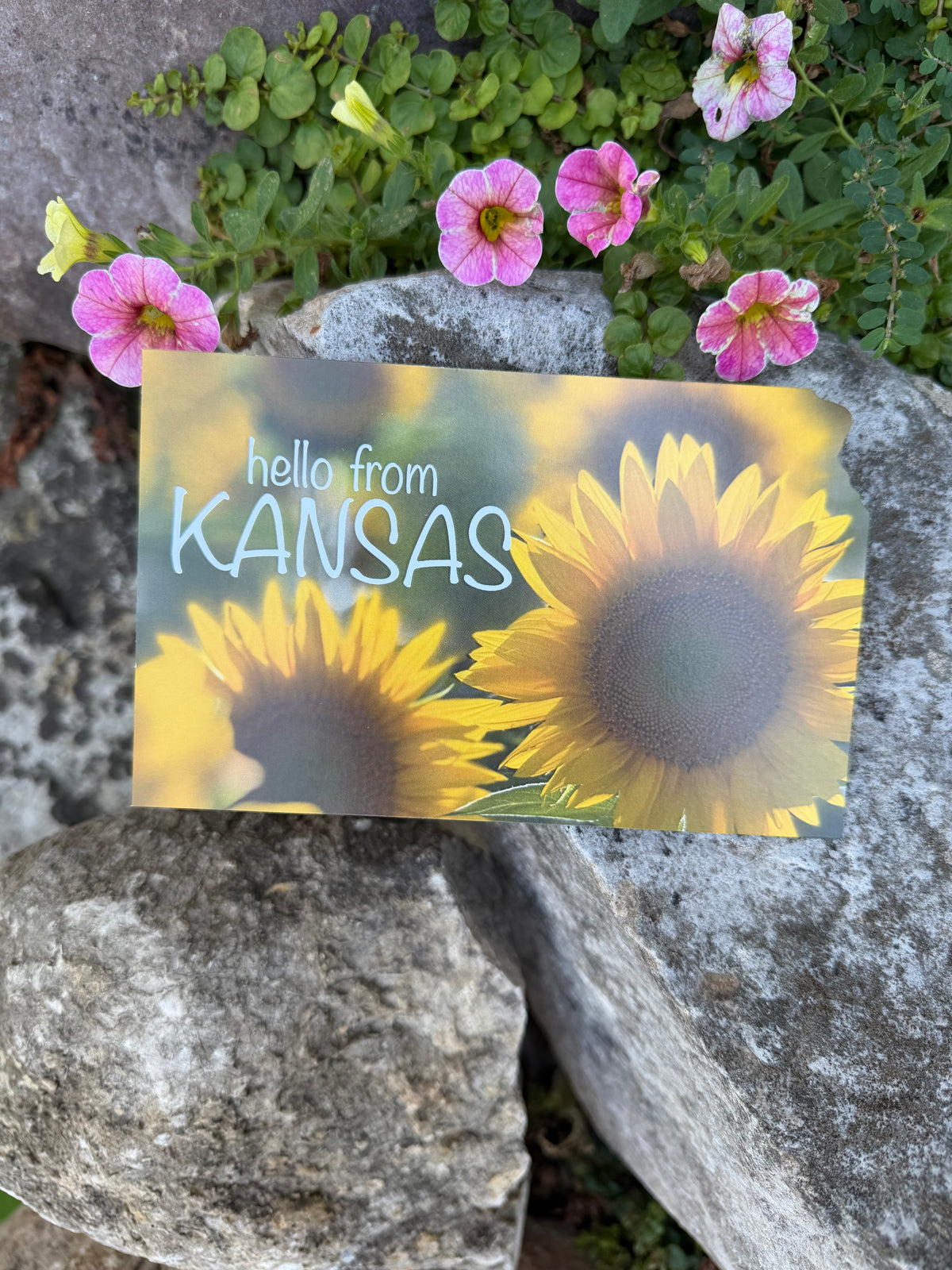 Hello from Kansas Sunflower Postcard