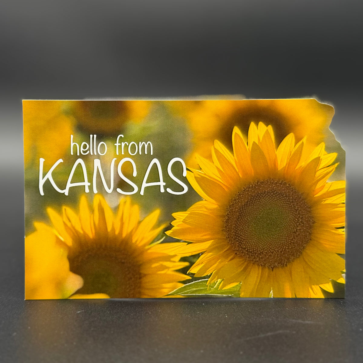 Hello from Kansas Sunflower Postcard