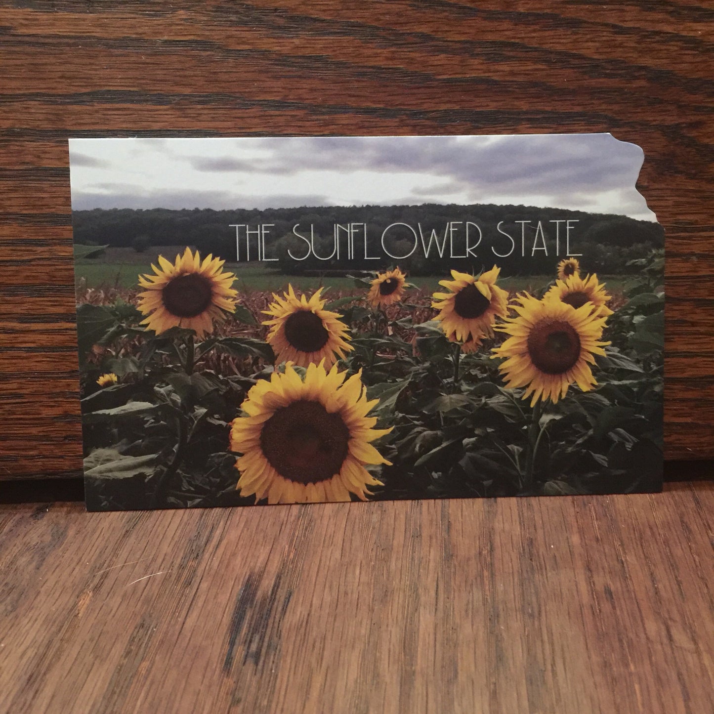 A Field of Kansas Sunflowers Postcard