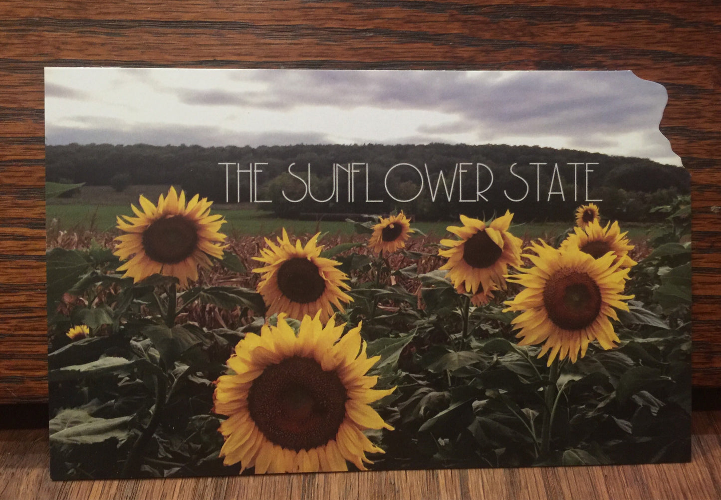 A Field of Kansas Sunflowers Postcard