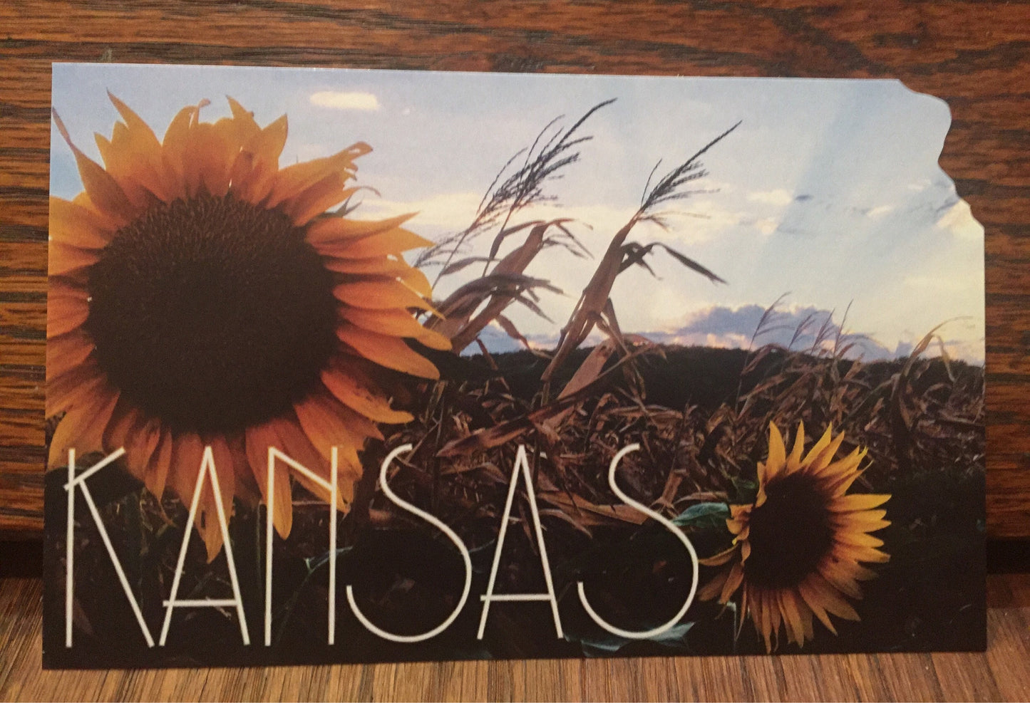 Kansas Sunflower in the field Postcard