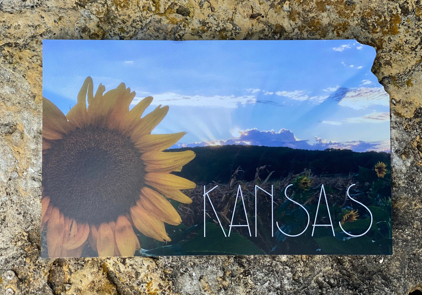 Kansas Sunflower Postcard