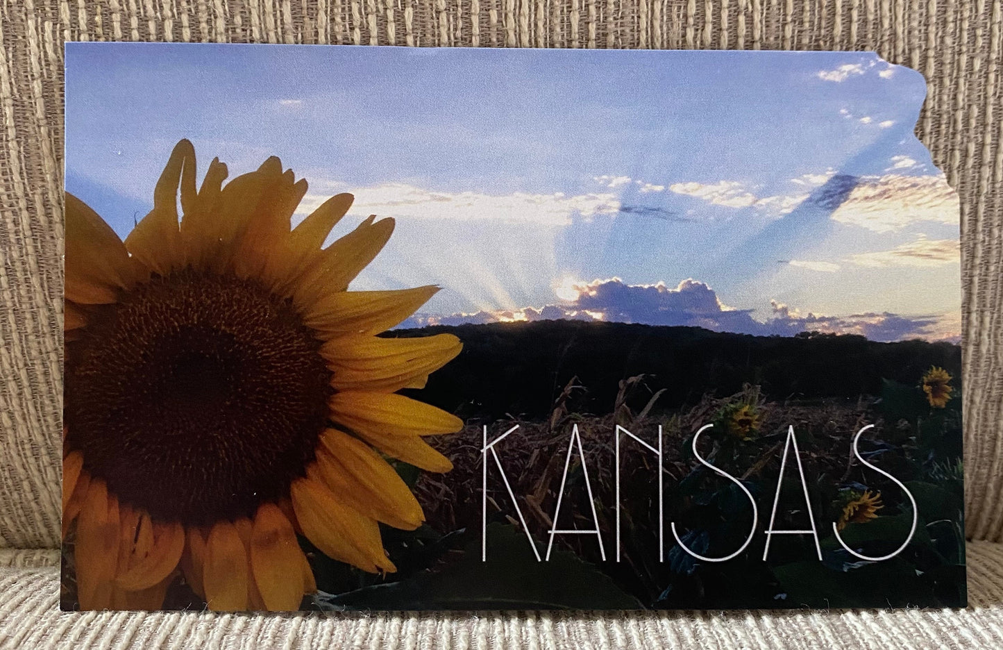 Kansas Sunflower Postcard