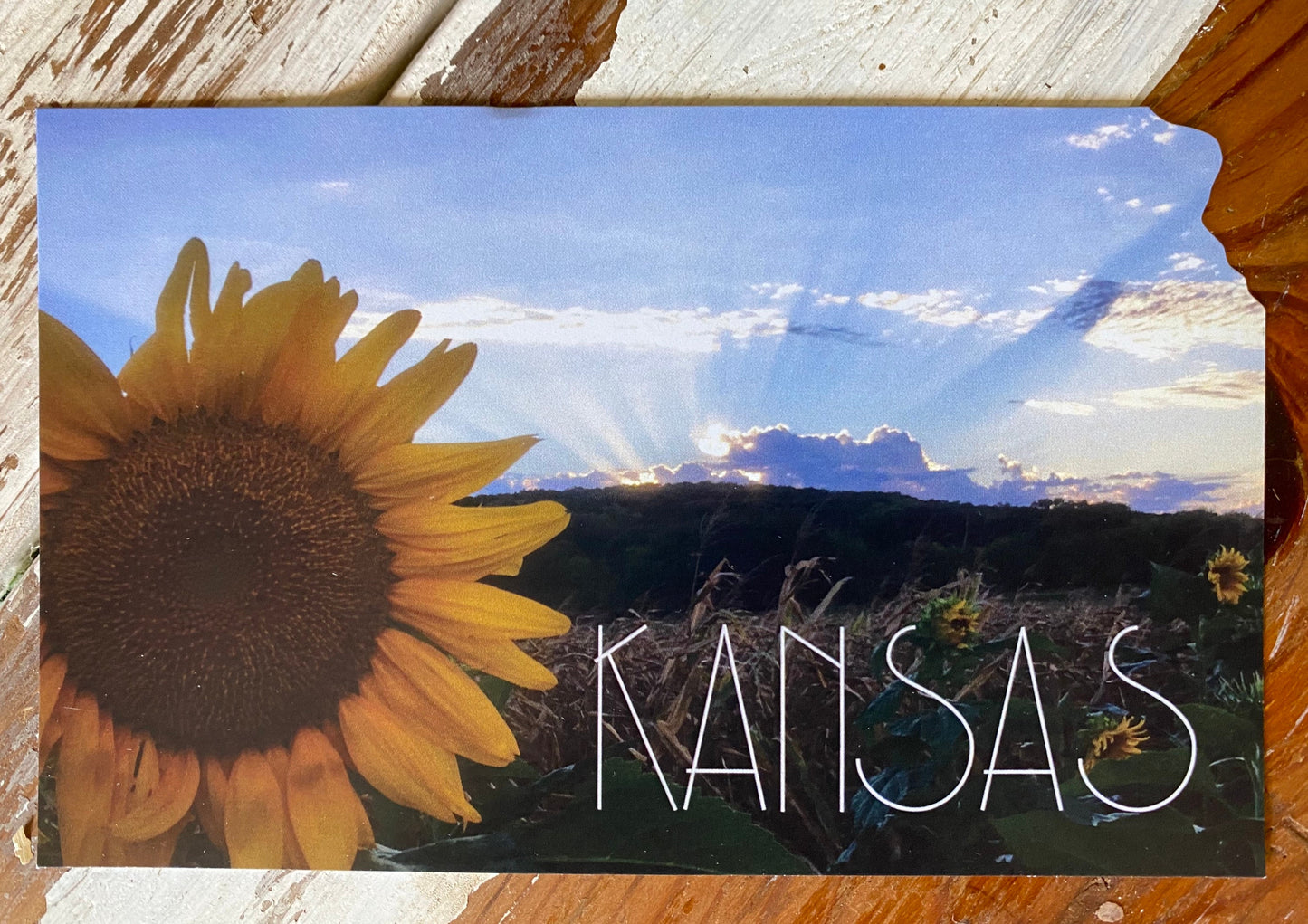 Kansas Sunflower Postcard