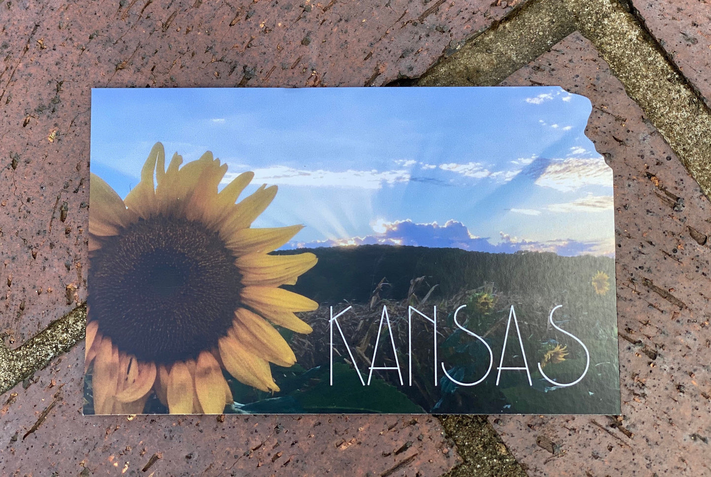 Kansas Sunflower Postcard